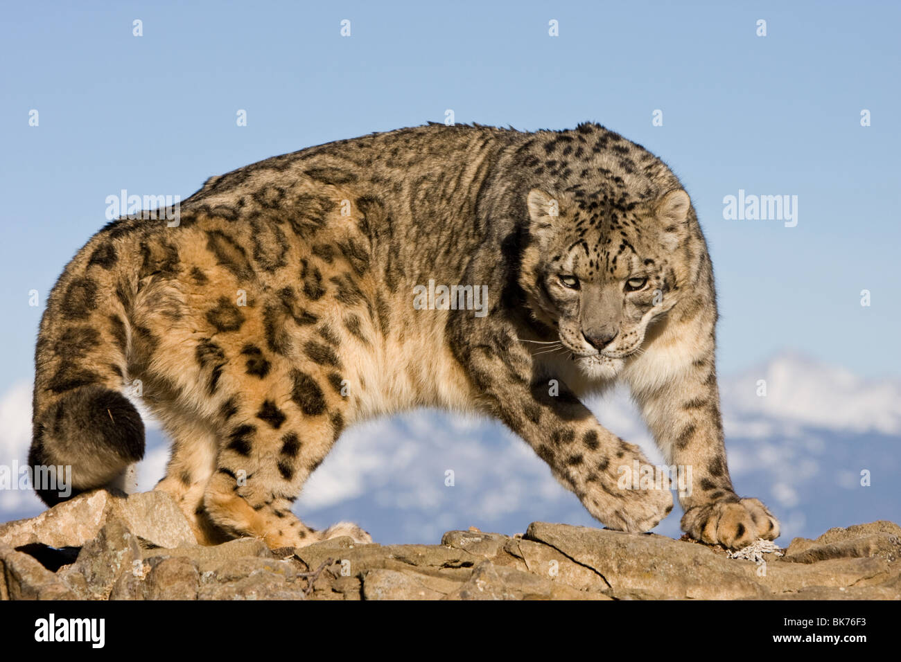Snow leopard (Uncia uncia) on a rocky ridge Stock Photo