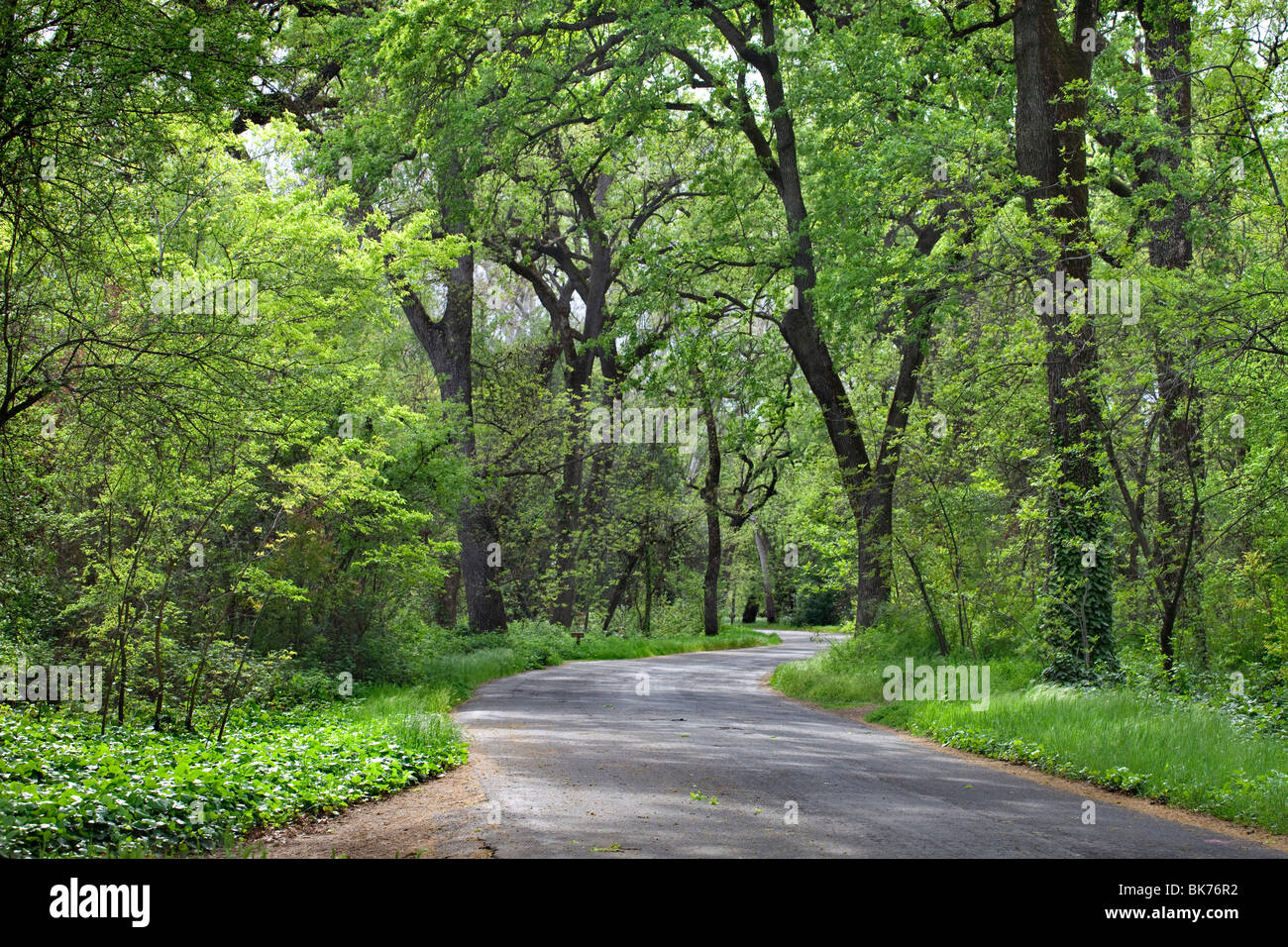 Bidwell Park in Chico, CA in the spring Stock Photo Alamy