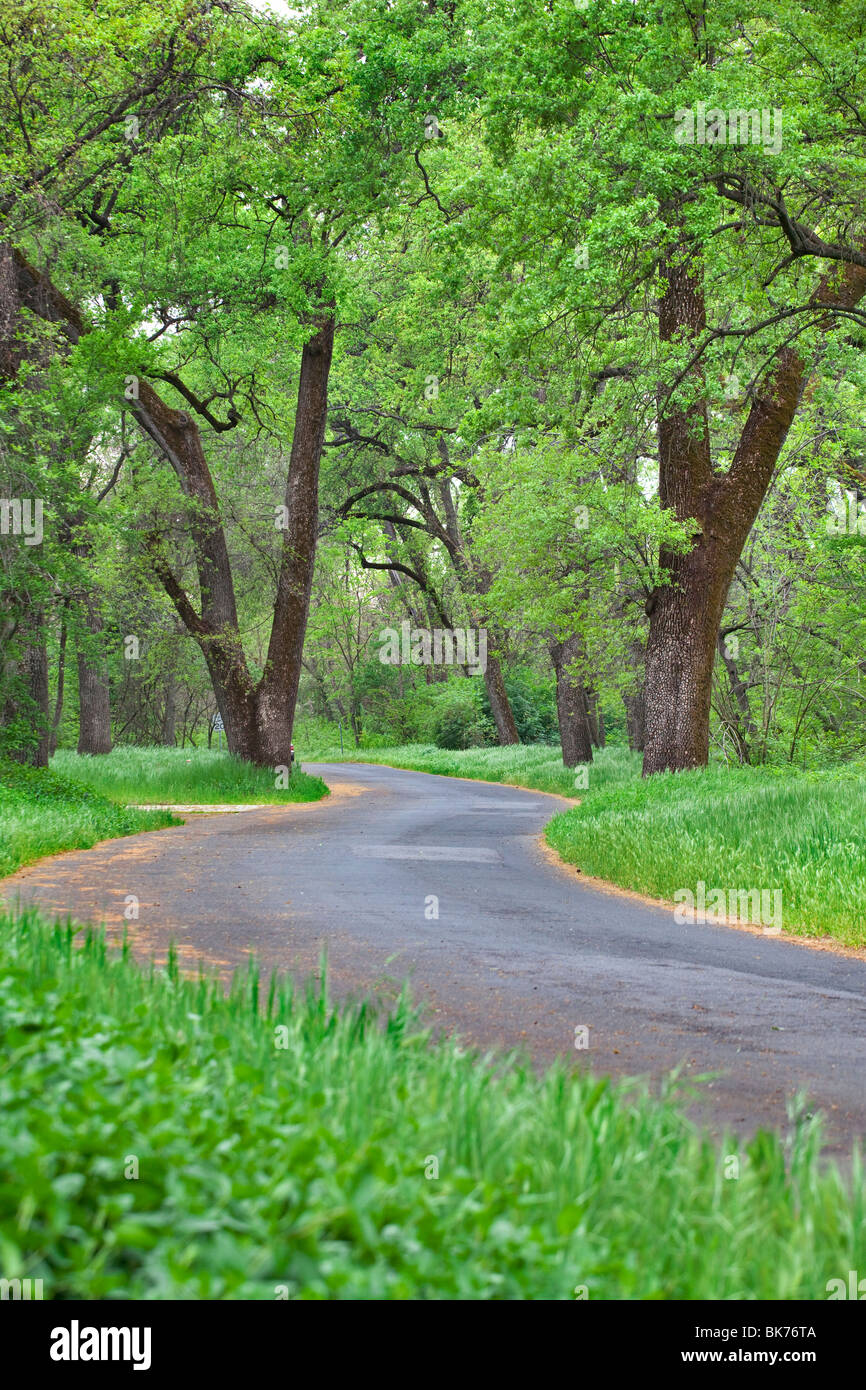 Bidwell Park in Chico, CA in the spring Stock Photo Alamy