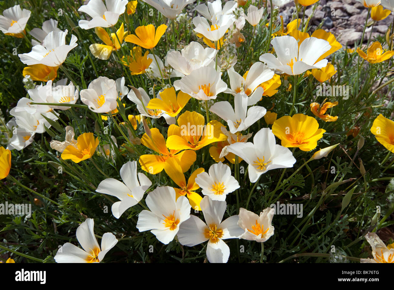 White California Poppies (Eschscholzia californica ssp. mexicana), a genetic variation, Tucson, Arizona Stock Photo