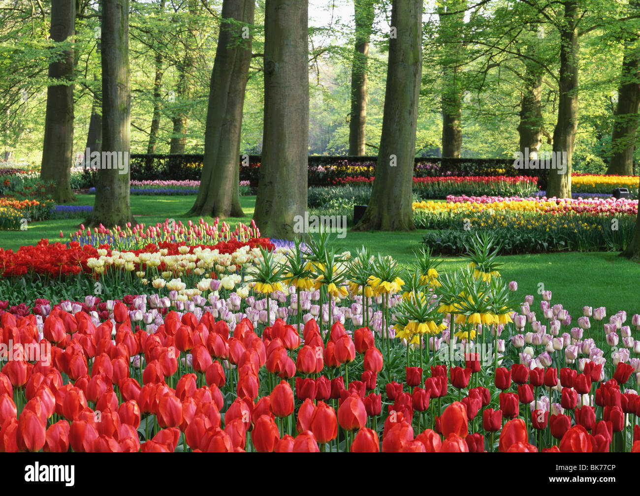 tulips in bloom Keukenhof Stock Photo - Alamy
