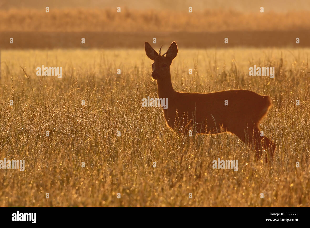 Landscape format of roe deer hi-res stock photography and images - Alamy