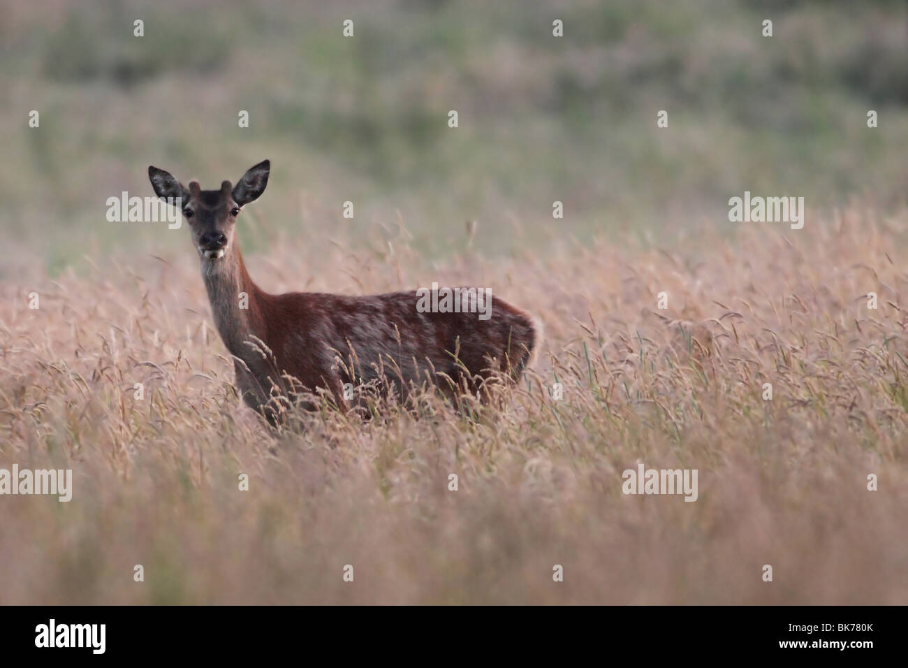 Landscape format of roe deer hi-res stock photography and images - Alamy