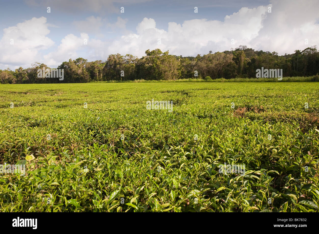 A tea plantation in the Daintree rain forest in Queensland, Australia
