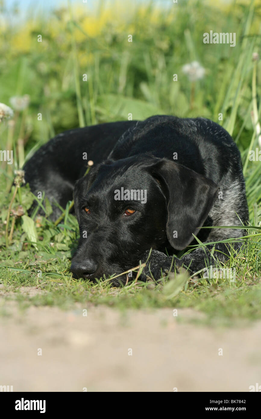 German Wirehaired Pointer Stock Photo - Alamy