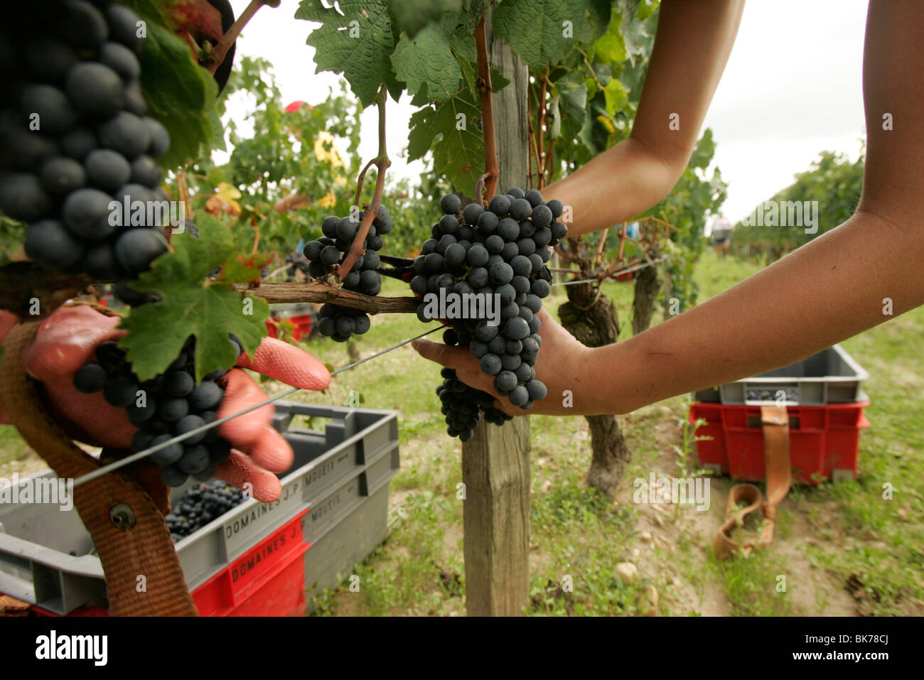 Harvesting merlot red wine grapes for Chateau Petrus, one of the most