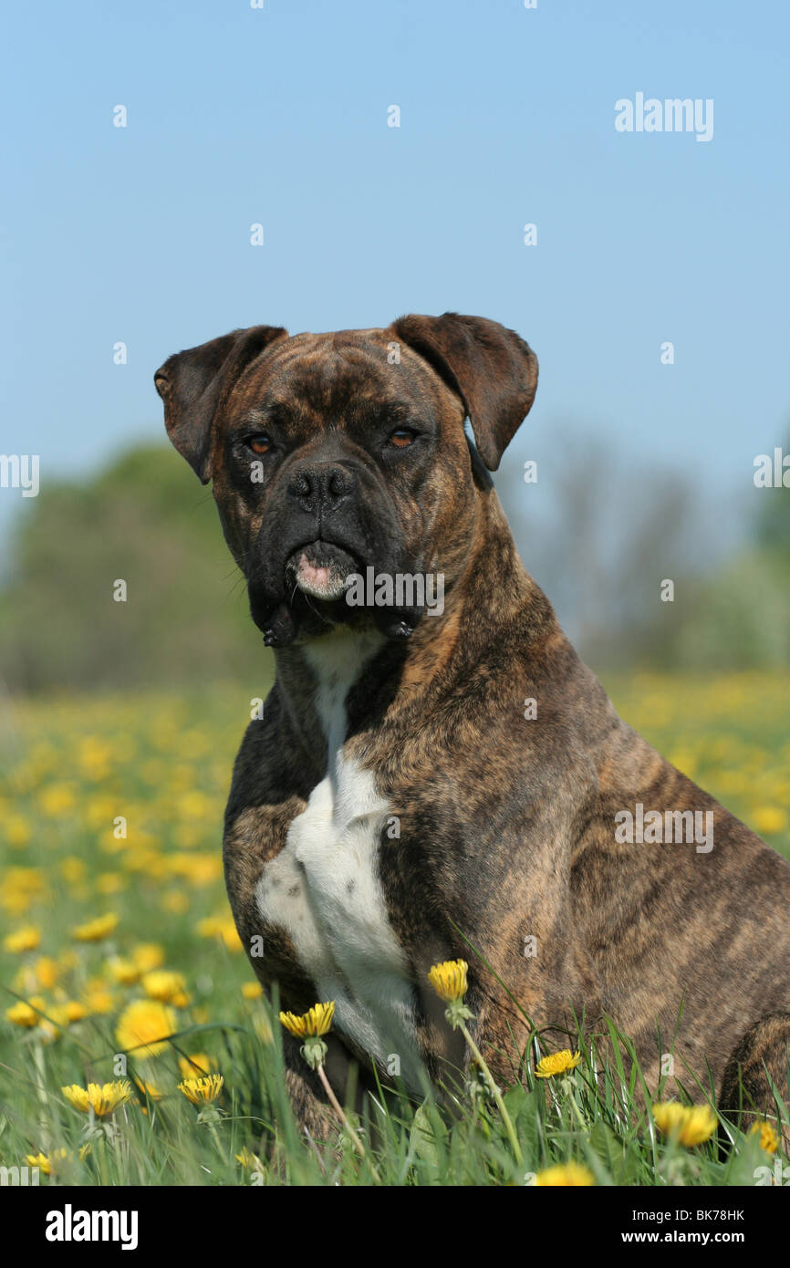 Male boxer dog hires stock photography and images Alamy