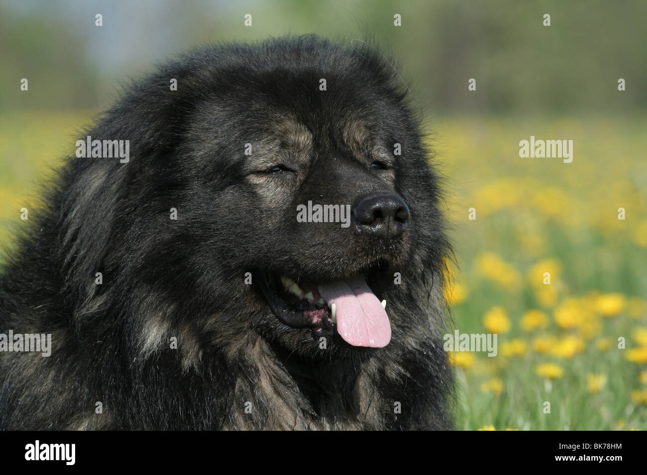 caucasian owtscharka