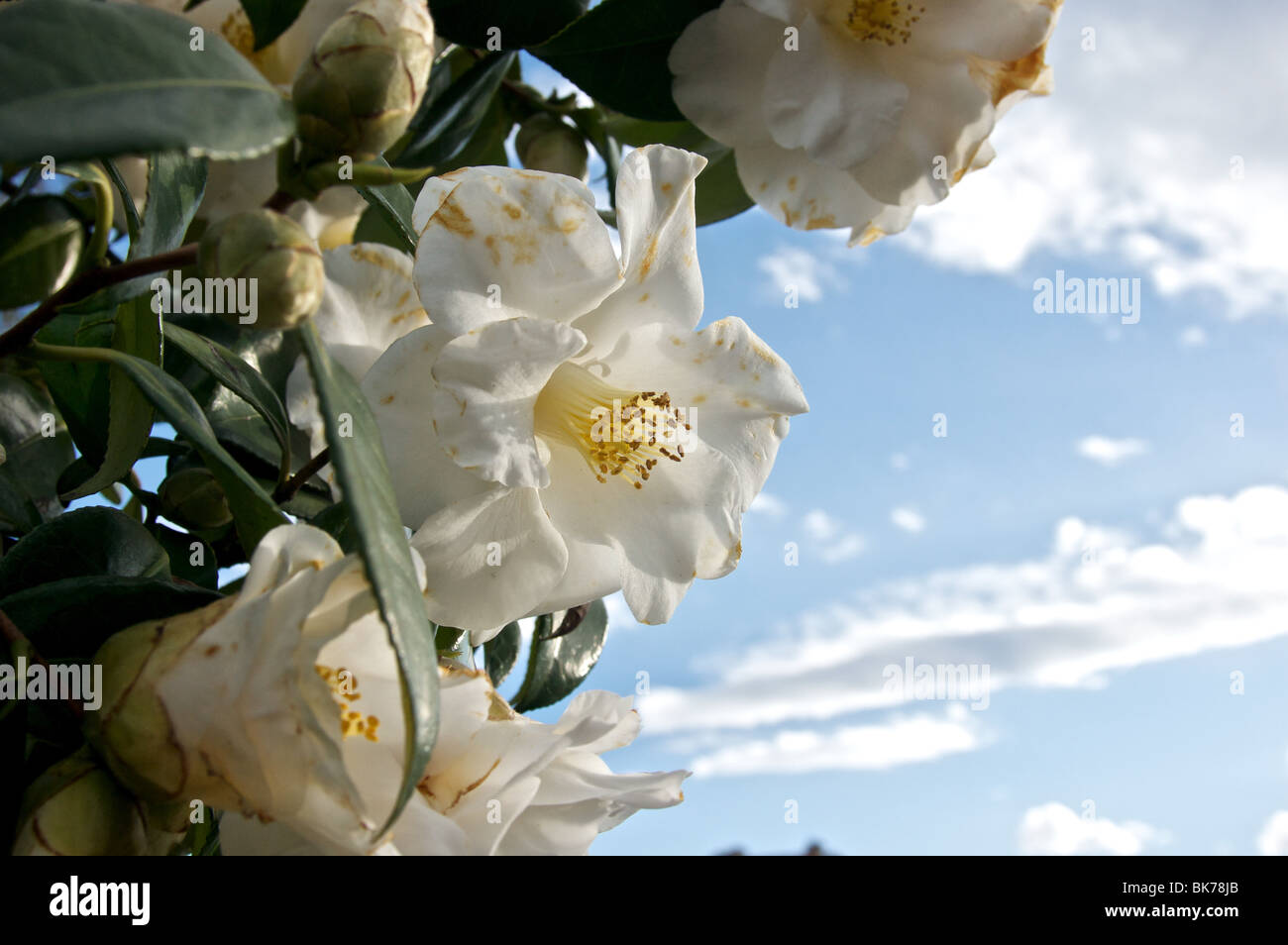 White camellias with blue sky on the background Stock Photo
