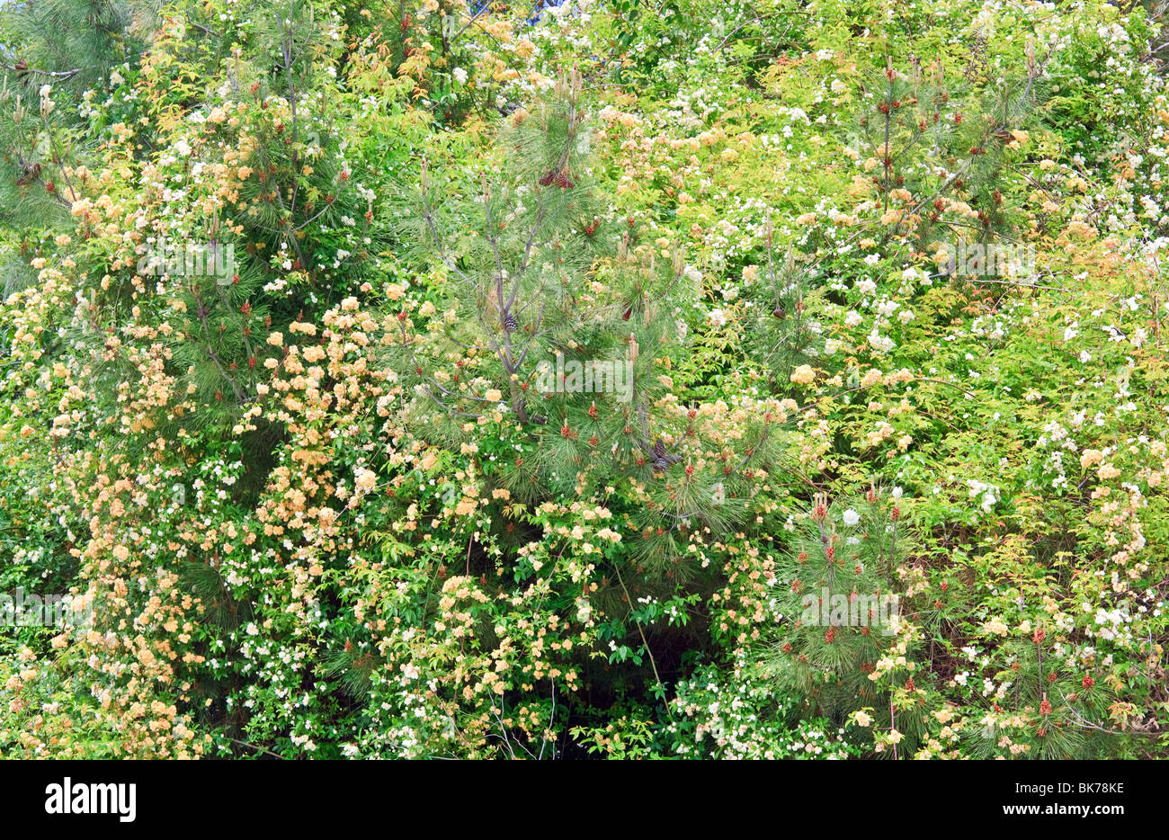 blossom spring bush with white and beige flowers (nature background) Stock Photo