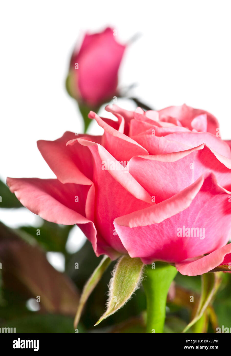 Beautiful rose flowers isolated on white background Stock Photo - Alamy