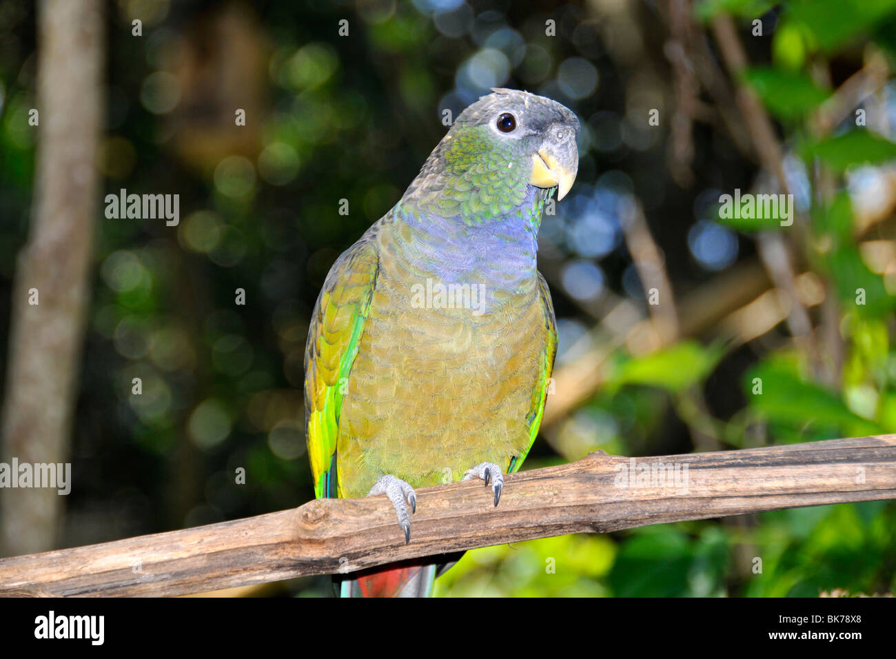 Scaly-headed parrot, Pionus maximiliani, Foz do Iguaçu, Parana, Brazil Stock Photo