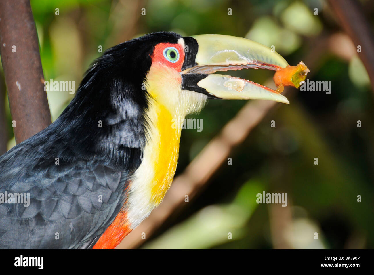 Red breasted, or Green-billed toucan, Ramphastos dicolorus, Foz do Iguaçu, Parana, Brazil Stock Photo