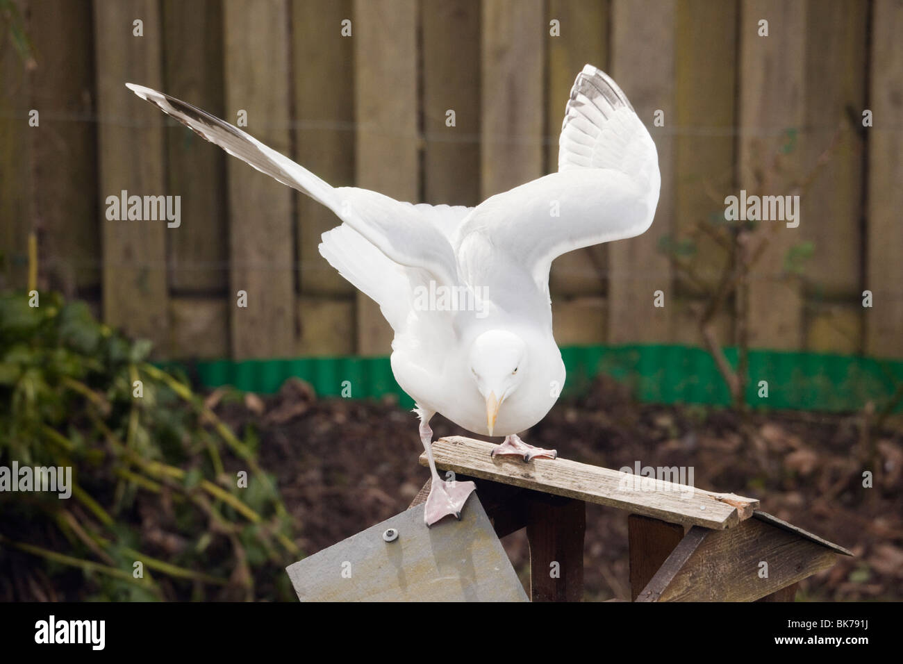 UK, Britain. Herring Gull (Larus argentatus) breaking a garden bird table to get to the food Stock Photo