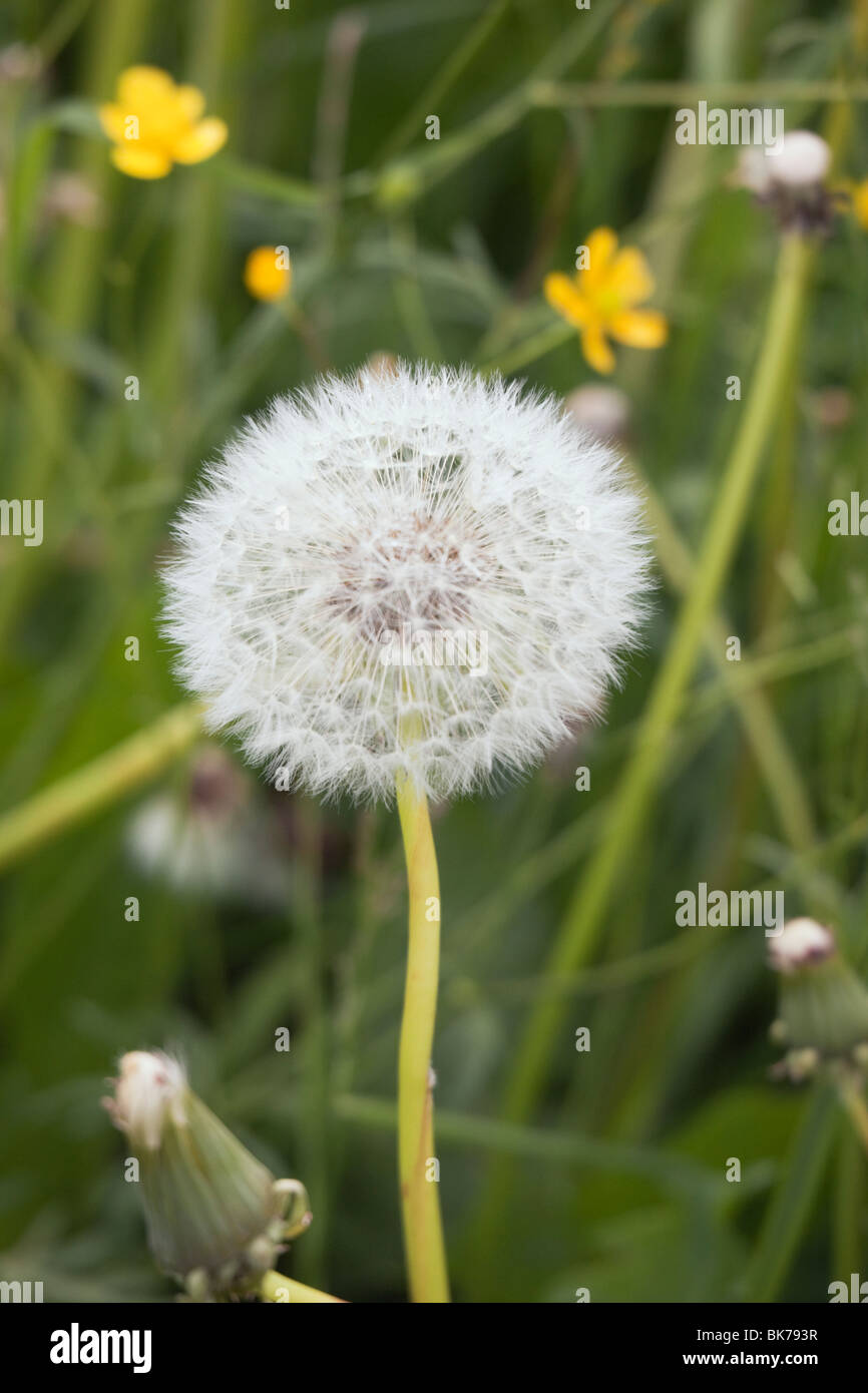 Europe. Close-up of a Dandelion (Taraxacum) seed head growing in grass Stock Photo