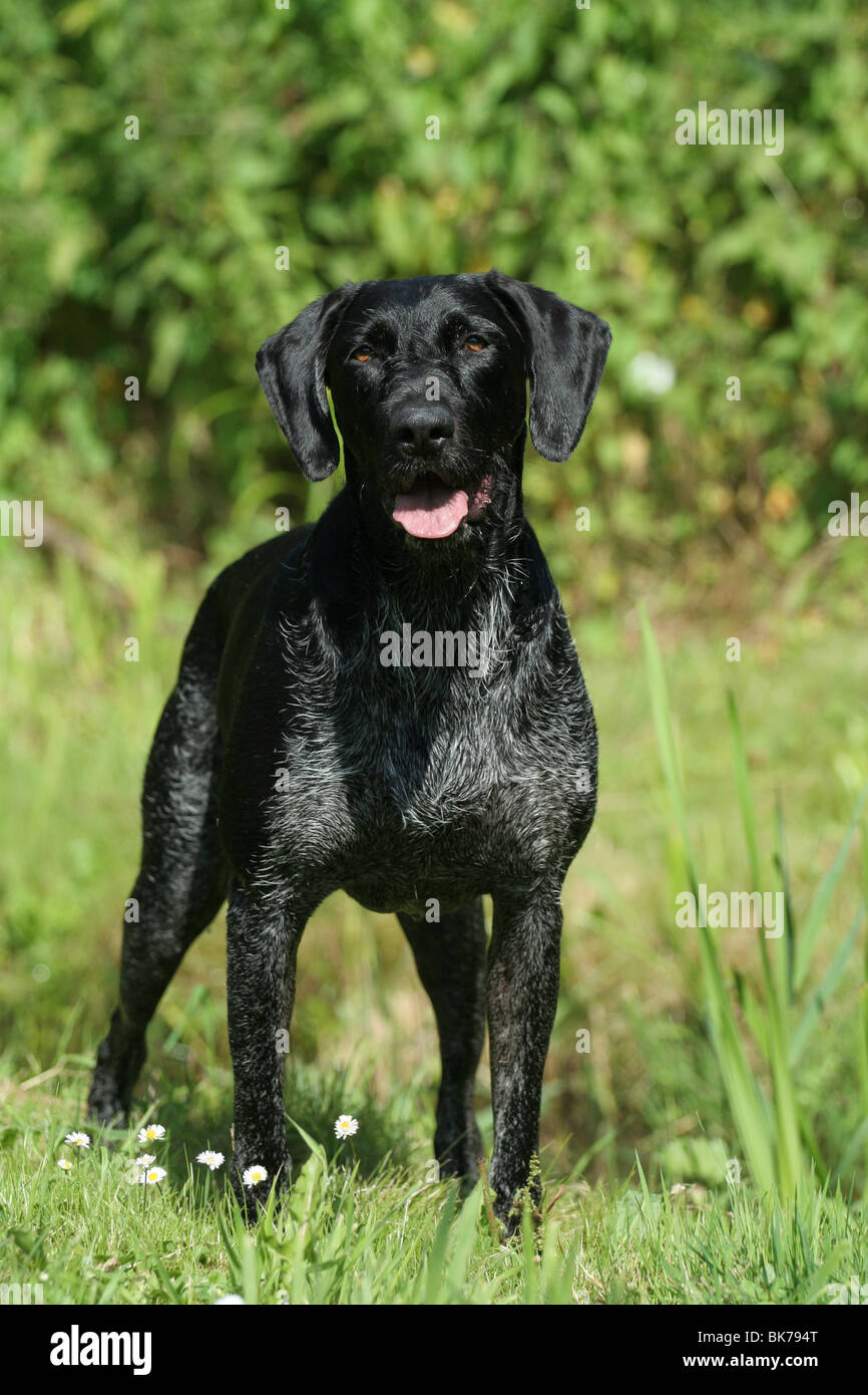 standing German wirehaired Pointer Stock Photo