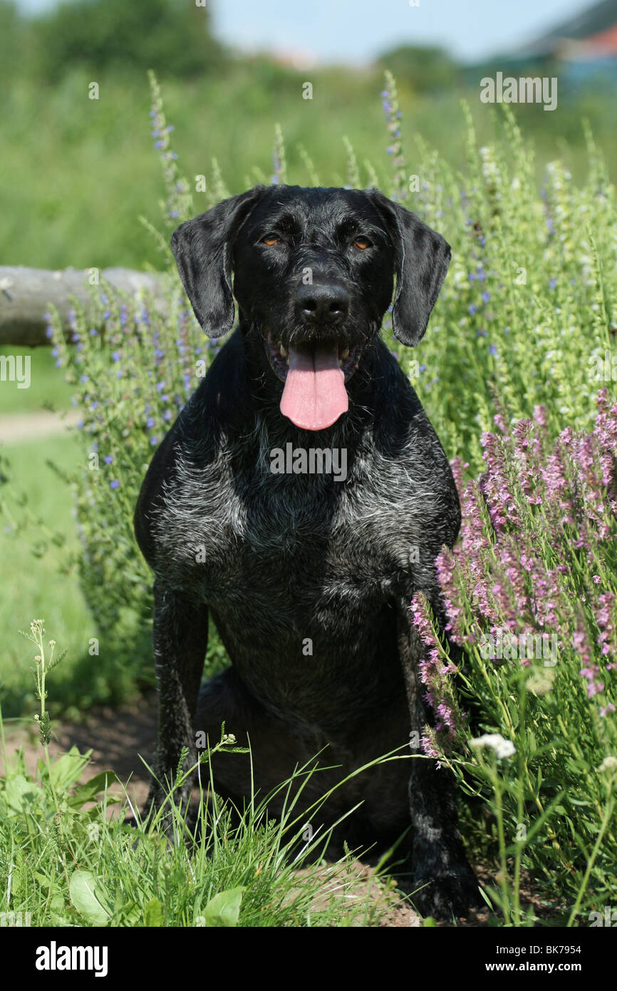 sitting German wirehaired Pointer Stock Photo