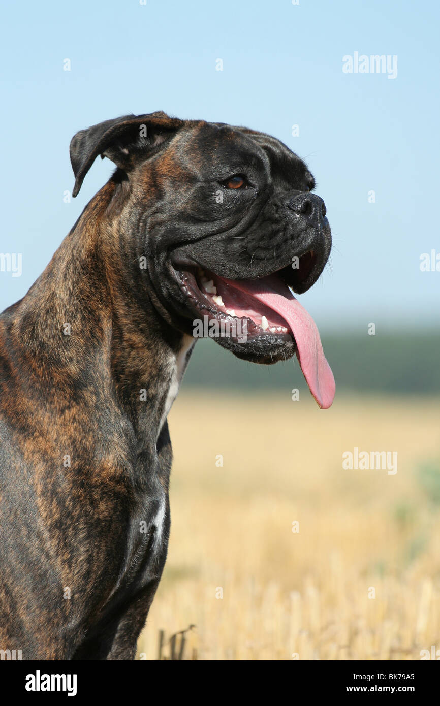 Side profile of boxer dog hi-res stock photography and images - Alamy