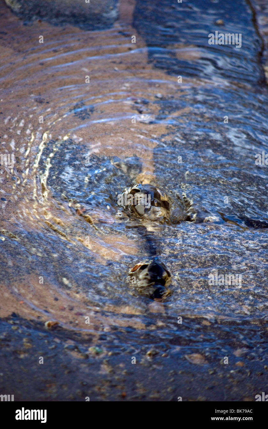Water bubblingup through paving stones, due to a burst water pipe