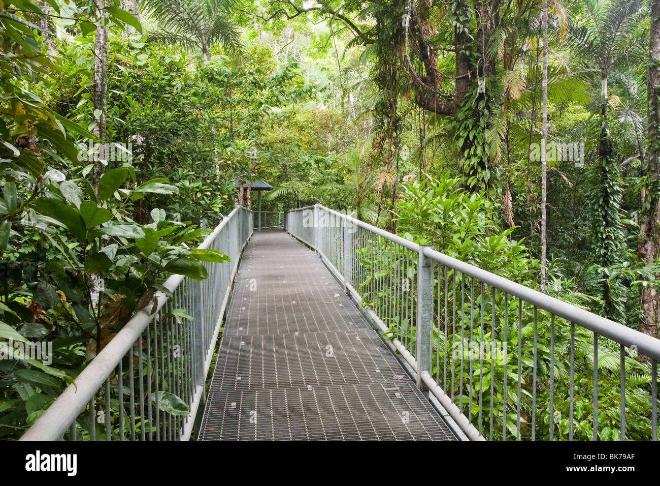 The Daintree Discovery Centre in the Daintree rainforest in the North