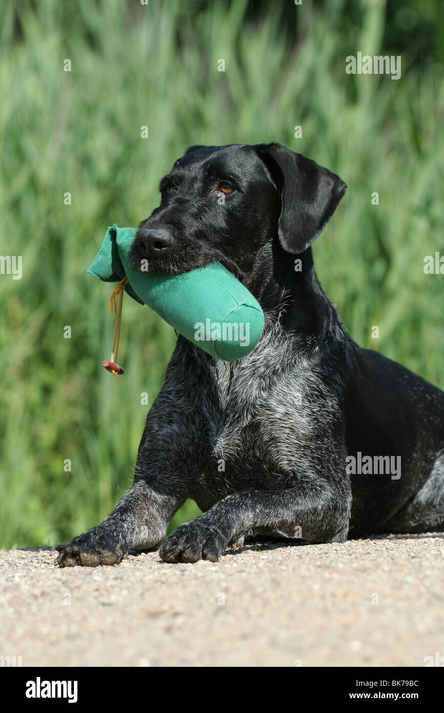 German wirehaired Pointer with dummy Stock Photo