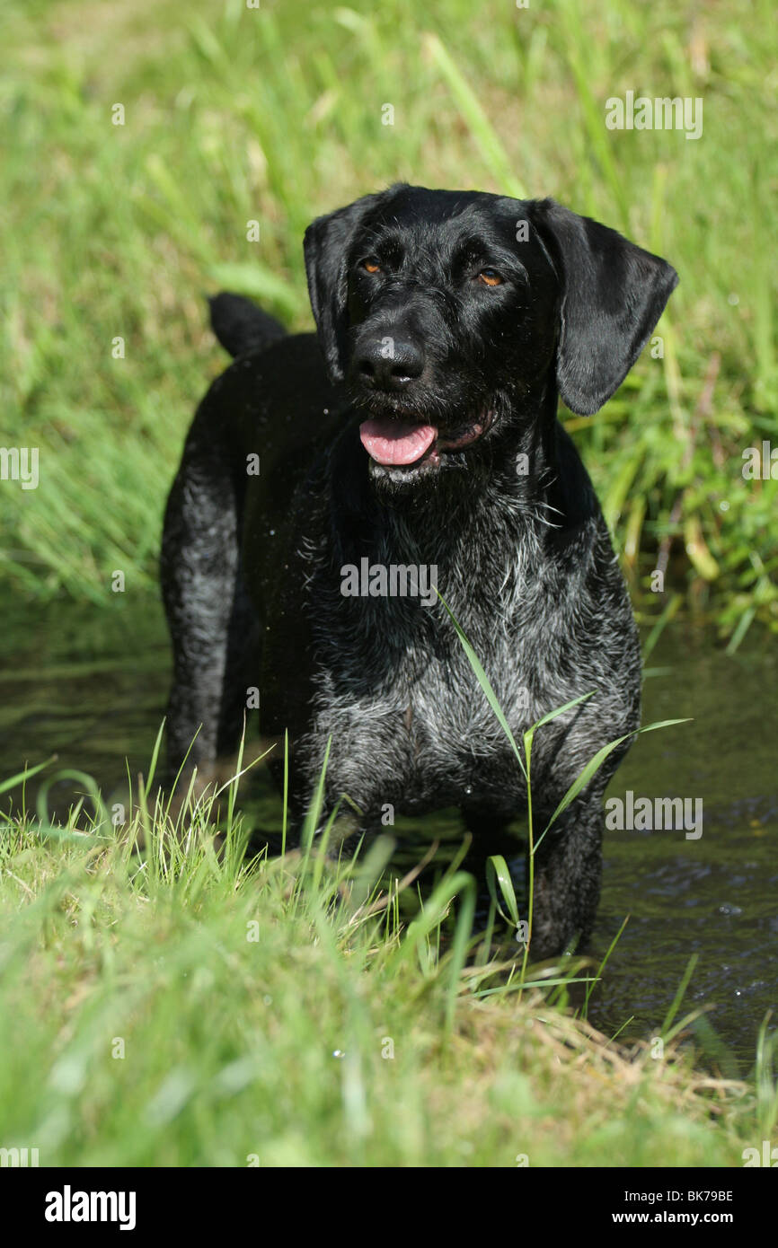 bathing German wirehaired Pointer Stock Photo