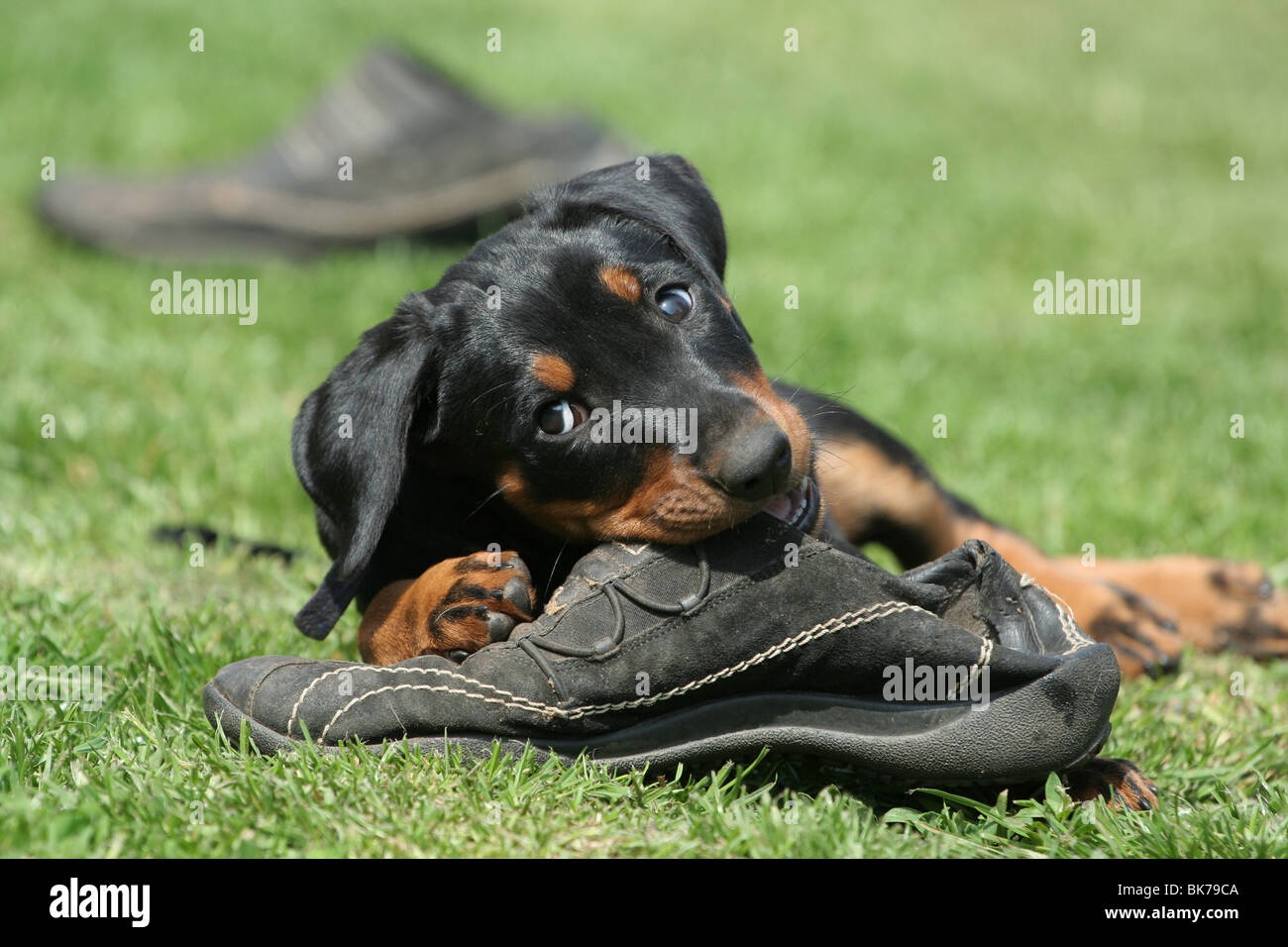 Why Does My Dog Chew On Blankets? Pet Side atelieryuwa.ciao.jp