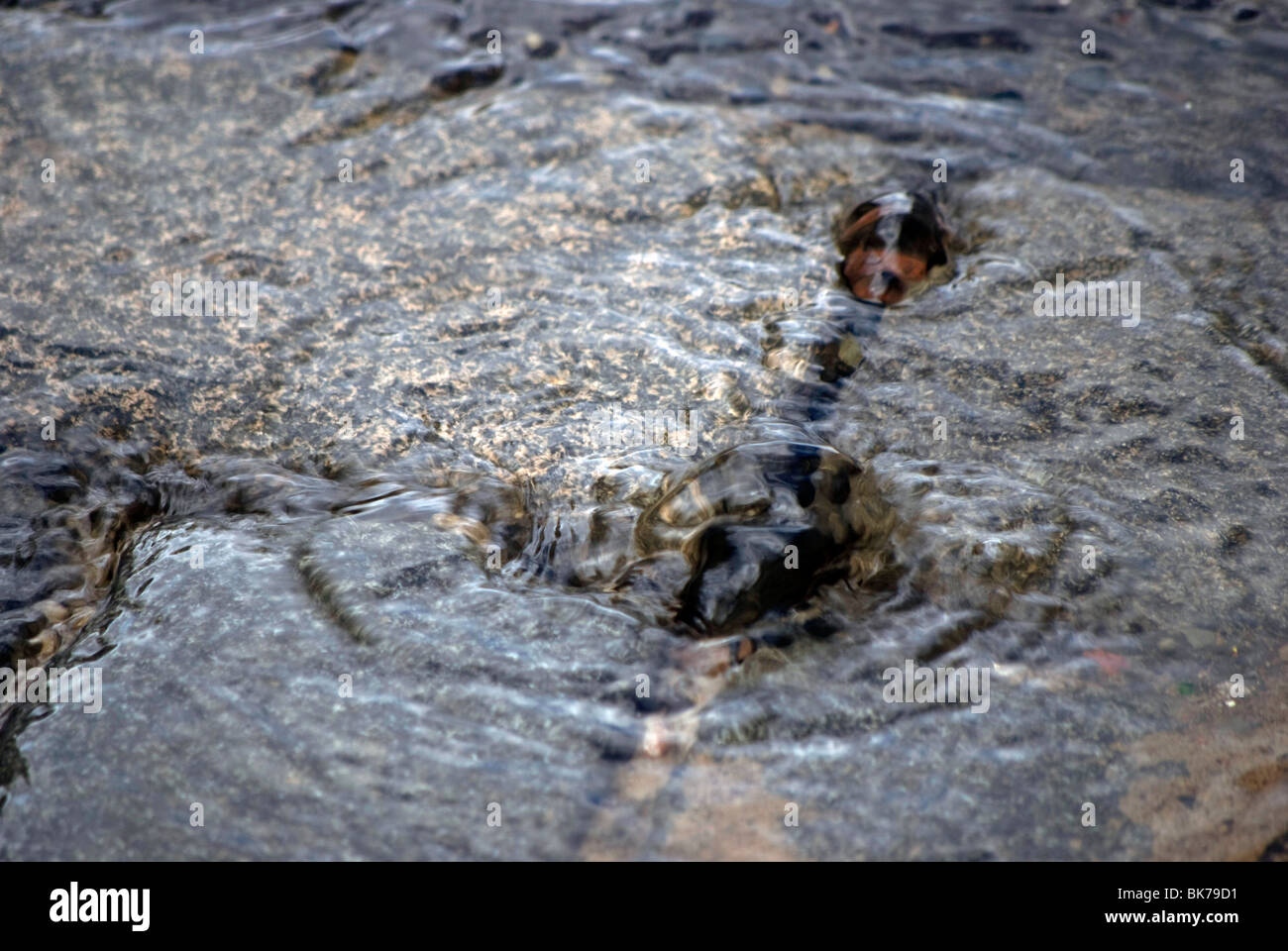 Water bubblingup through paving stones, due to a burst water pipe