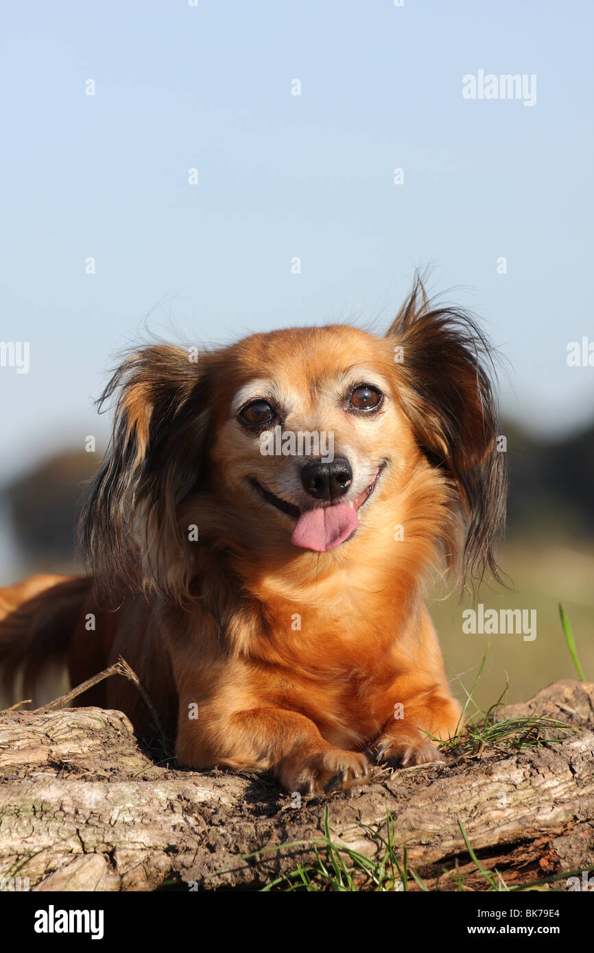 Dackel chihuahua mix hi-res stock photography and images - Alamy