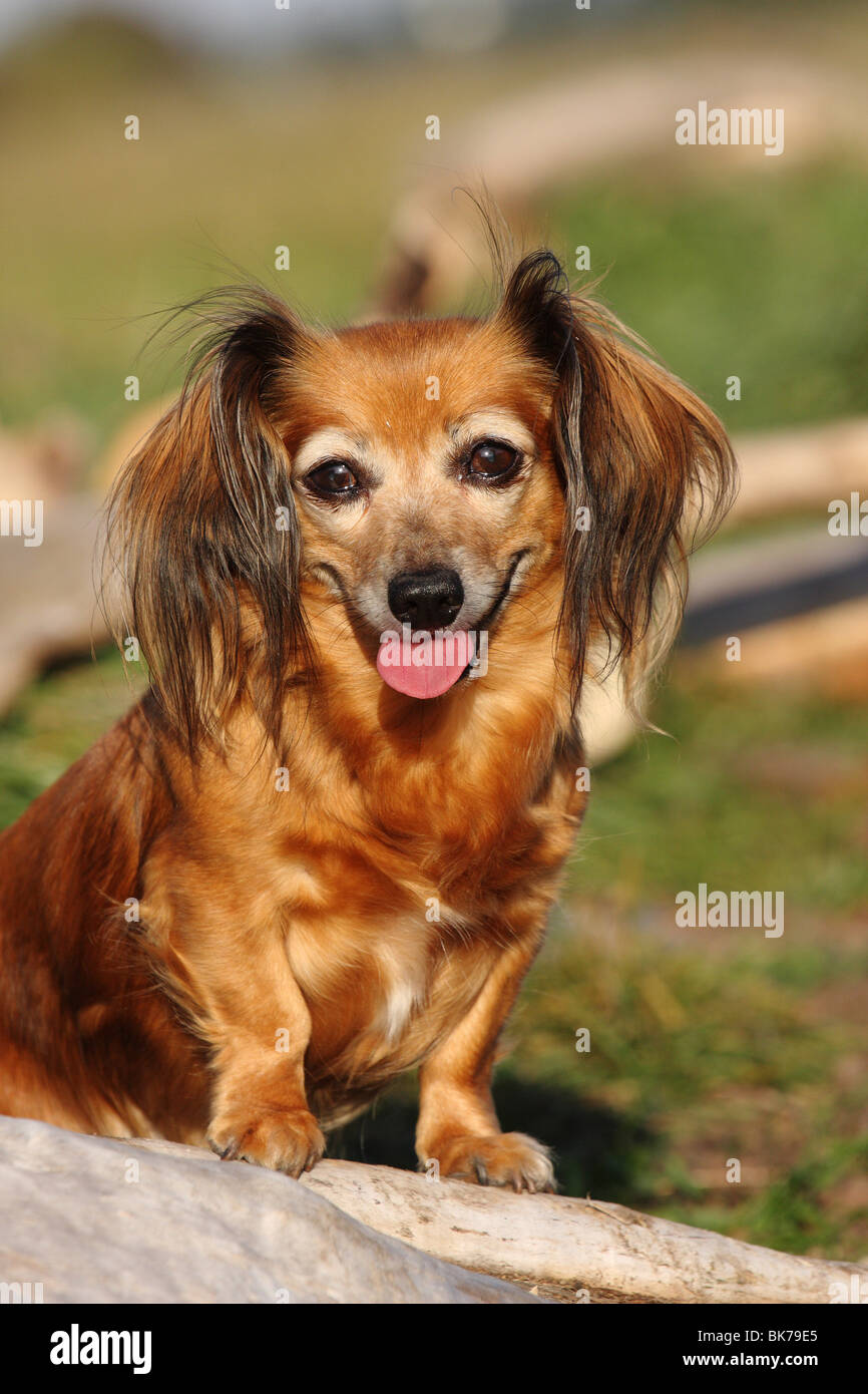 Chihuahua Dachshund High Resolution Stock Photography and Images - Alamy