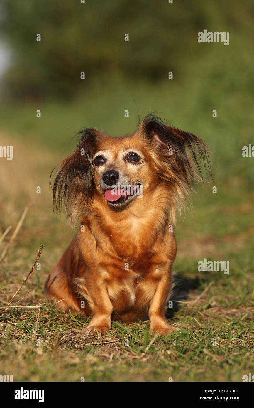 Dackel chihuahua mix hi-res stock photography and images - Alamy