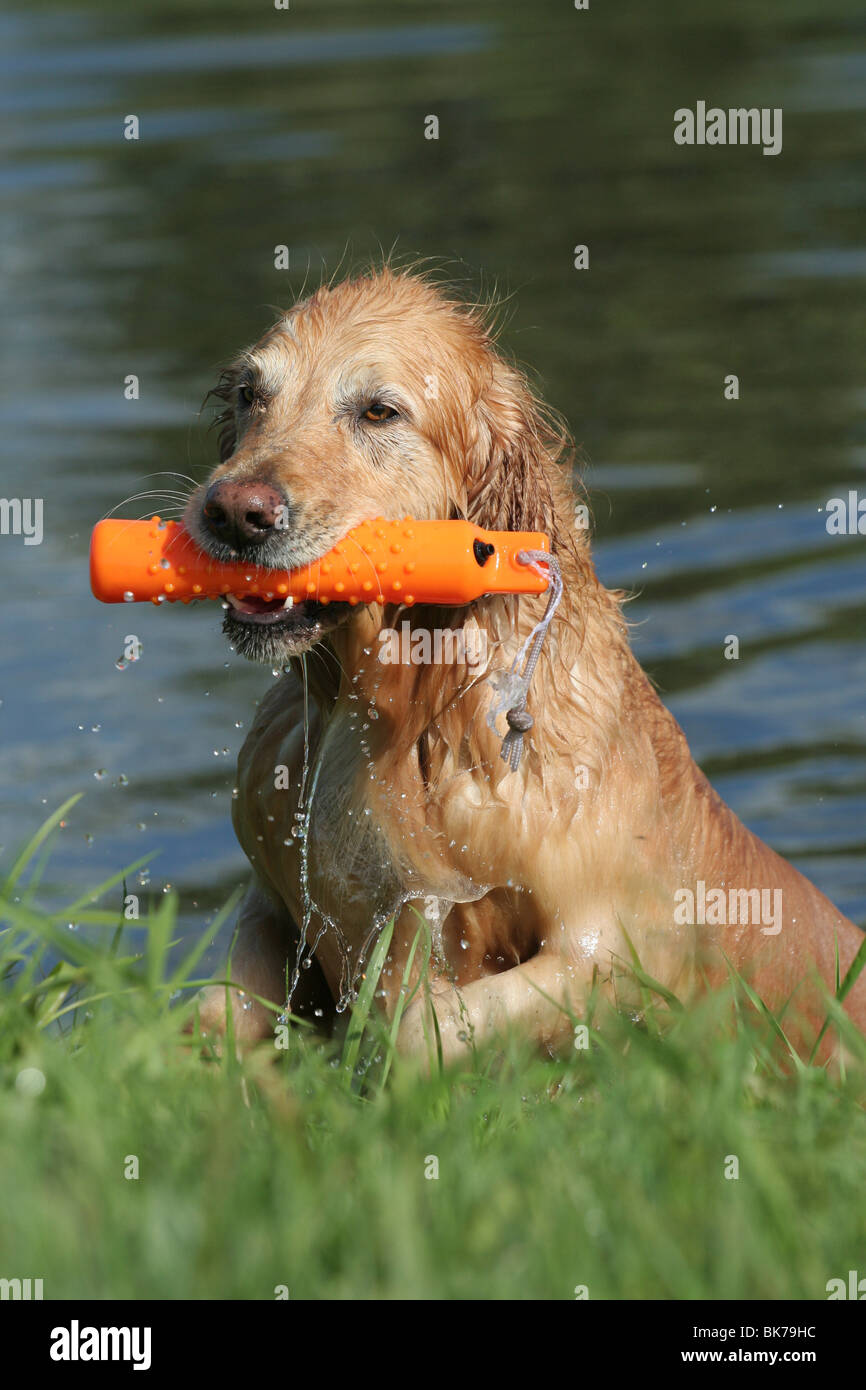 Tiptoi® Golden Retriever Rüde – Lernspielfigur Mit Sound & Wissen