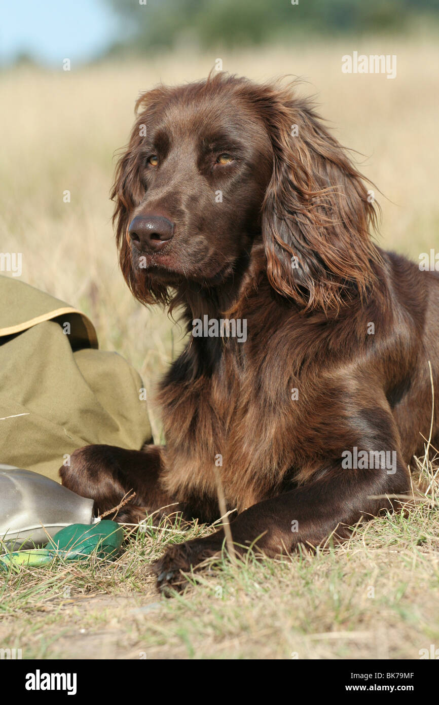 German Longhaired Pointer Stock Photo