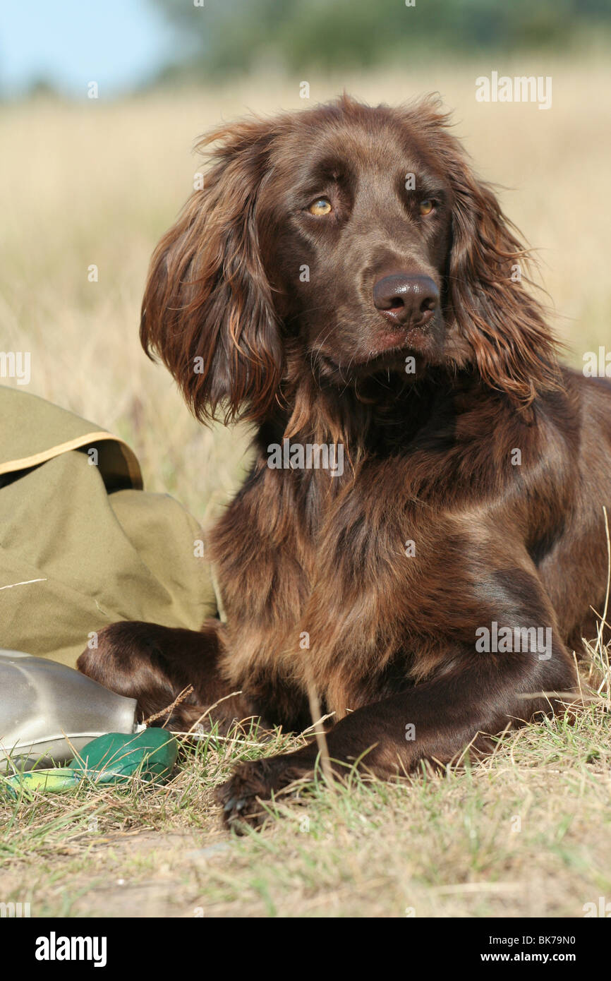 German Longhaired Pointer Stock Photo