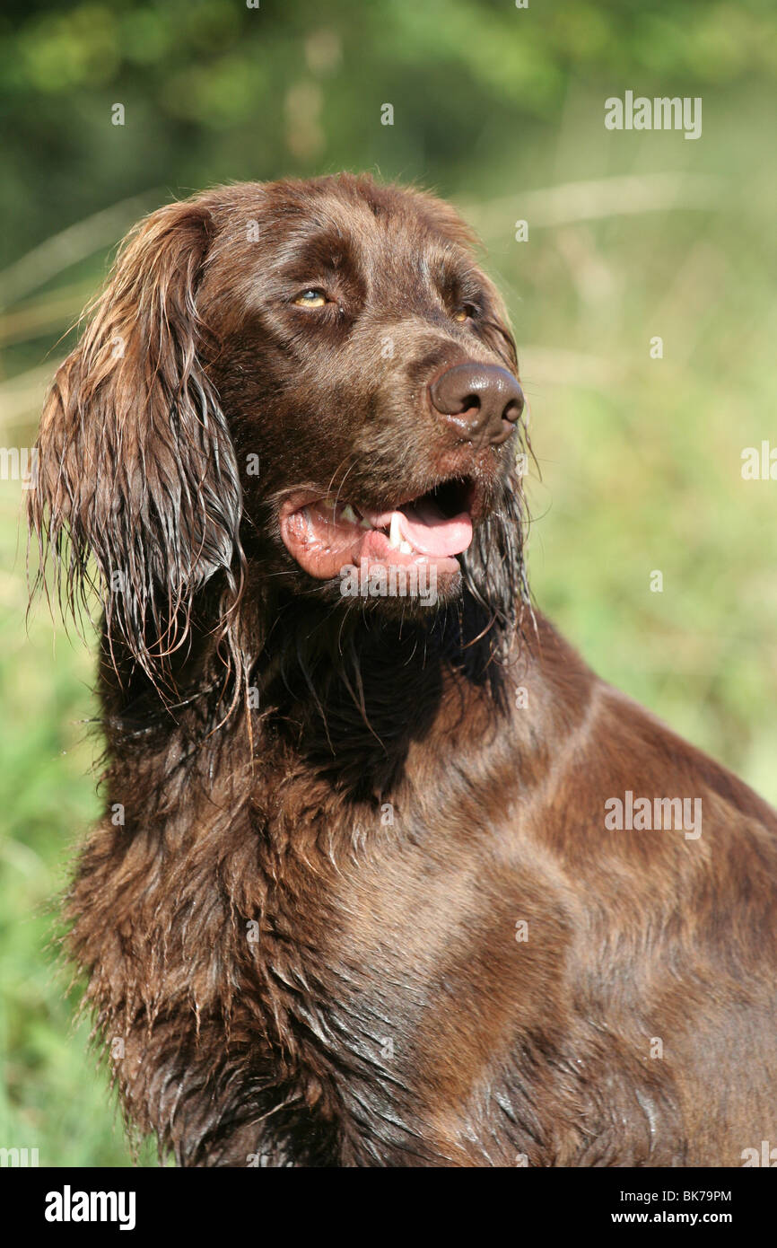German Longhaired Pointer Stock Photo Alamy