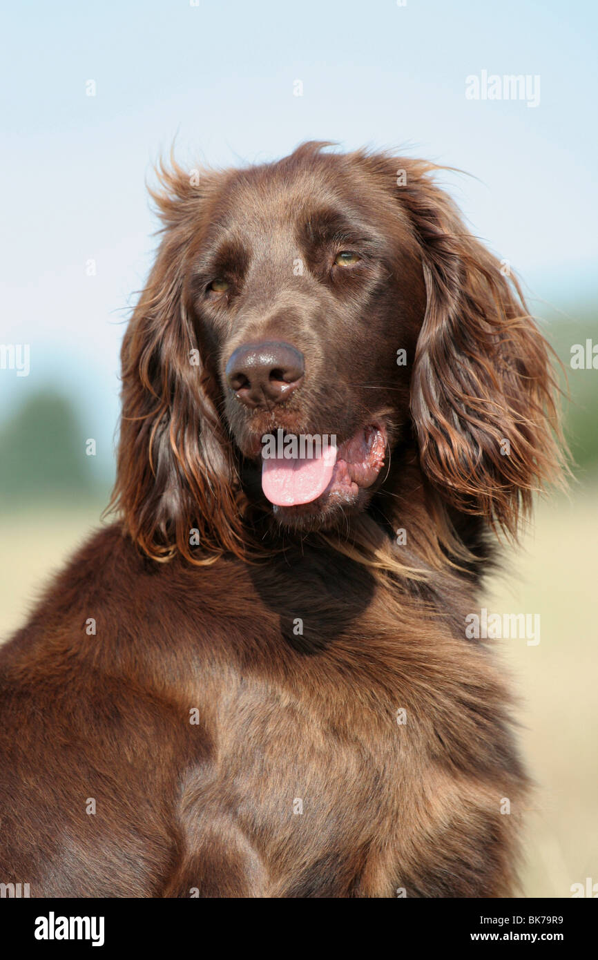 German Longhaired Pointer Stock Photo Alamy