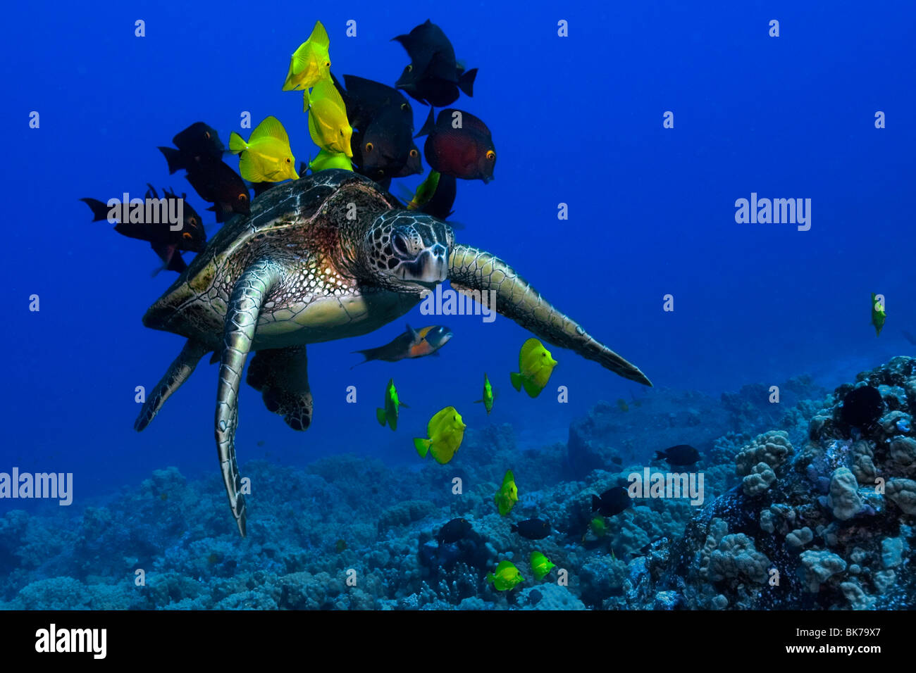Diver observes as Green sea turtle, Chelonia mydas, gets cleaned by reef fish, Kona, Hawaii Stock Photo