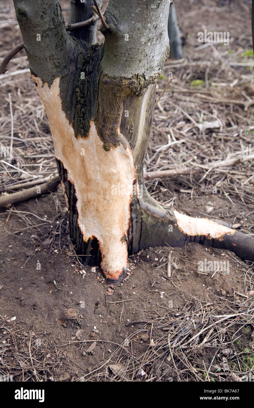 Deer eaten hires stock photography and images Alamy