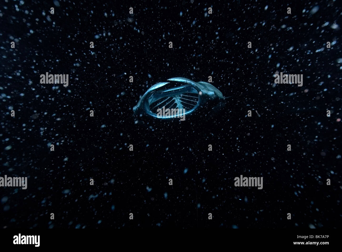Manta ray, Manta birostris, feeding at night, Kailua-Kona, Big Island, Hawaii Stock Photo