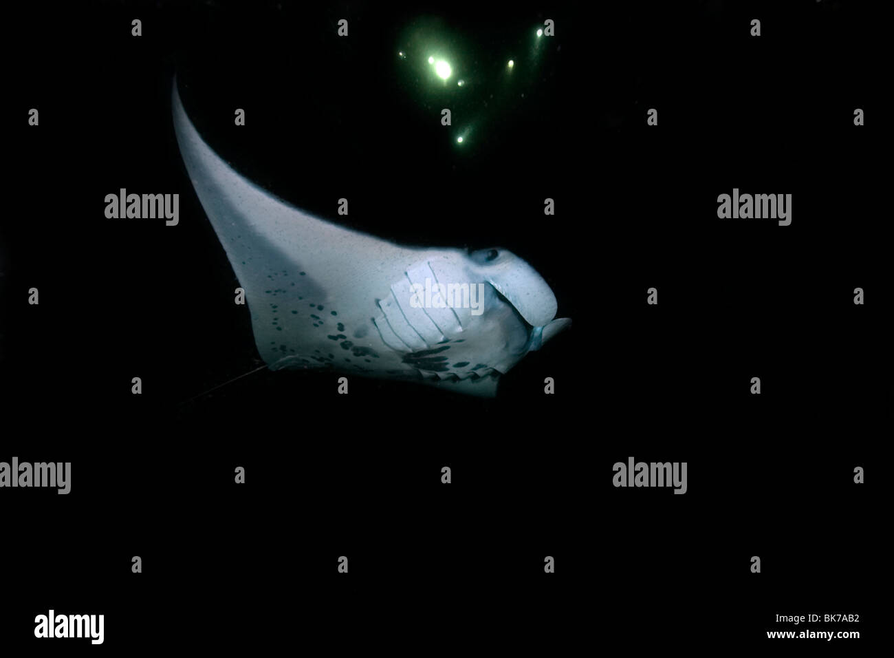 Feeding underwater ray fish ocean sea hi Biology Diagrams