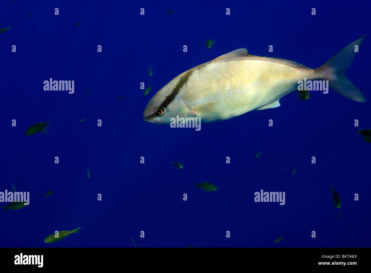Almaco jack or Kona kampachi, Seriola rivoliana, offshore near KailuaKona, Hawaii Stock Photo