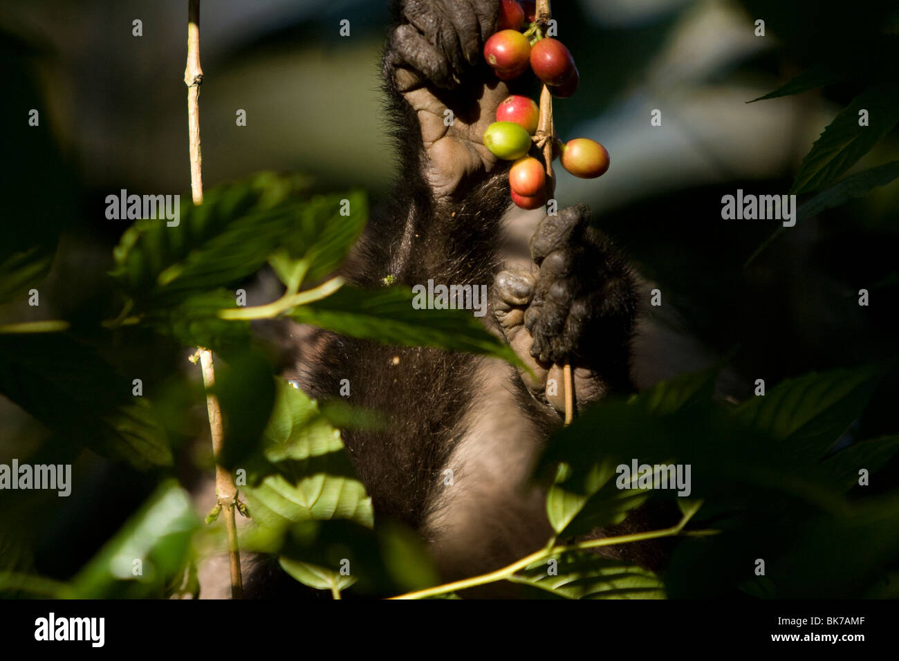 Forest in tamil nadu hi-res stock photography and images - Alamy