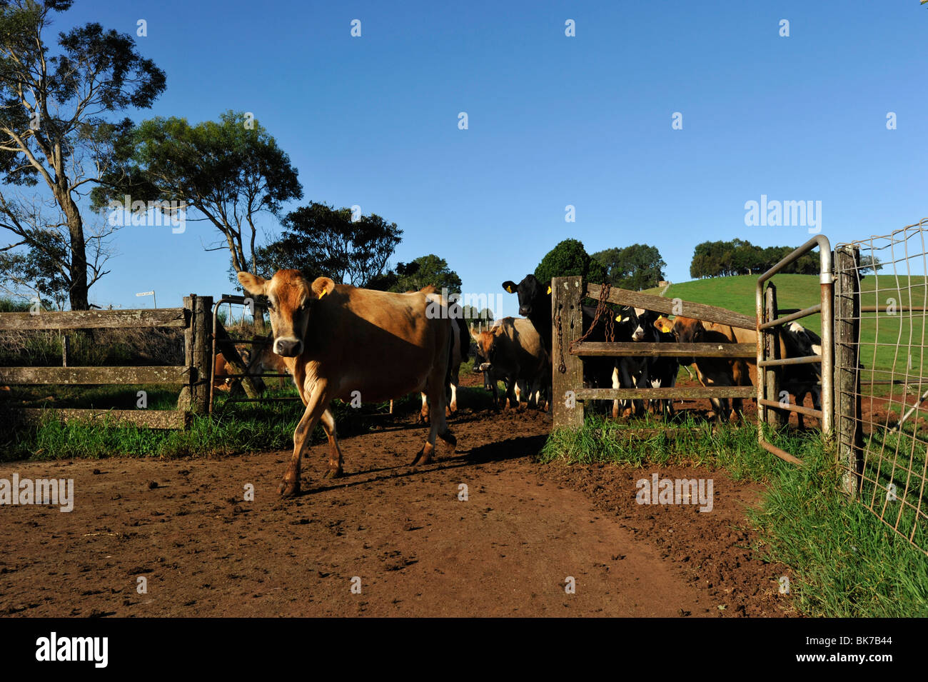 Dairy Farm Australia Stock Photo