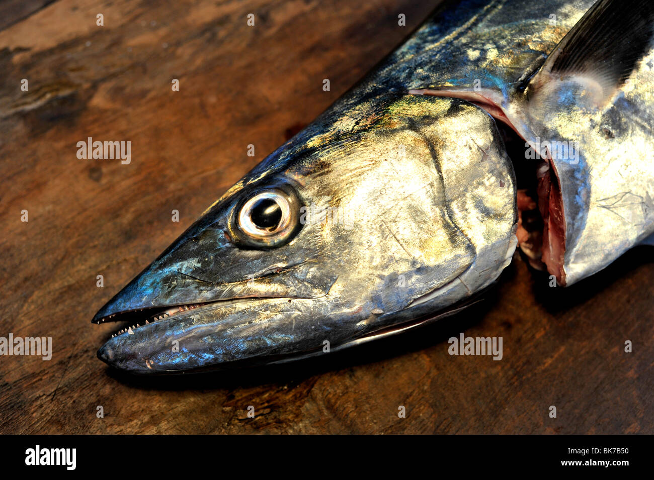 Spanish mackerel australia hires stock photography and images Alamy