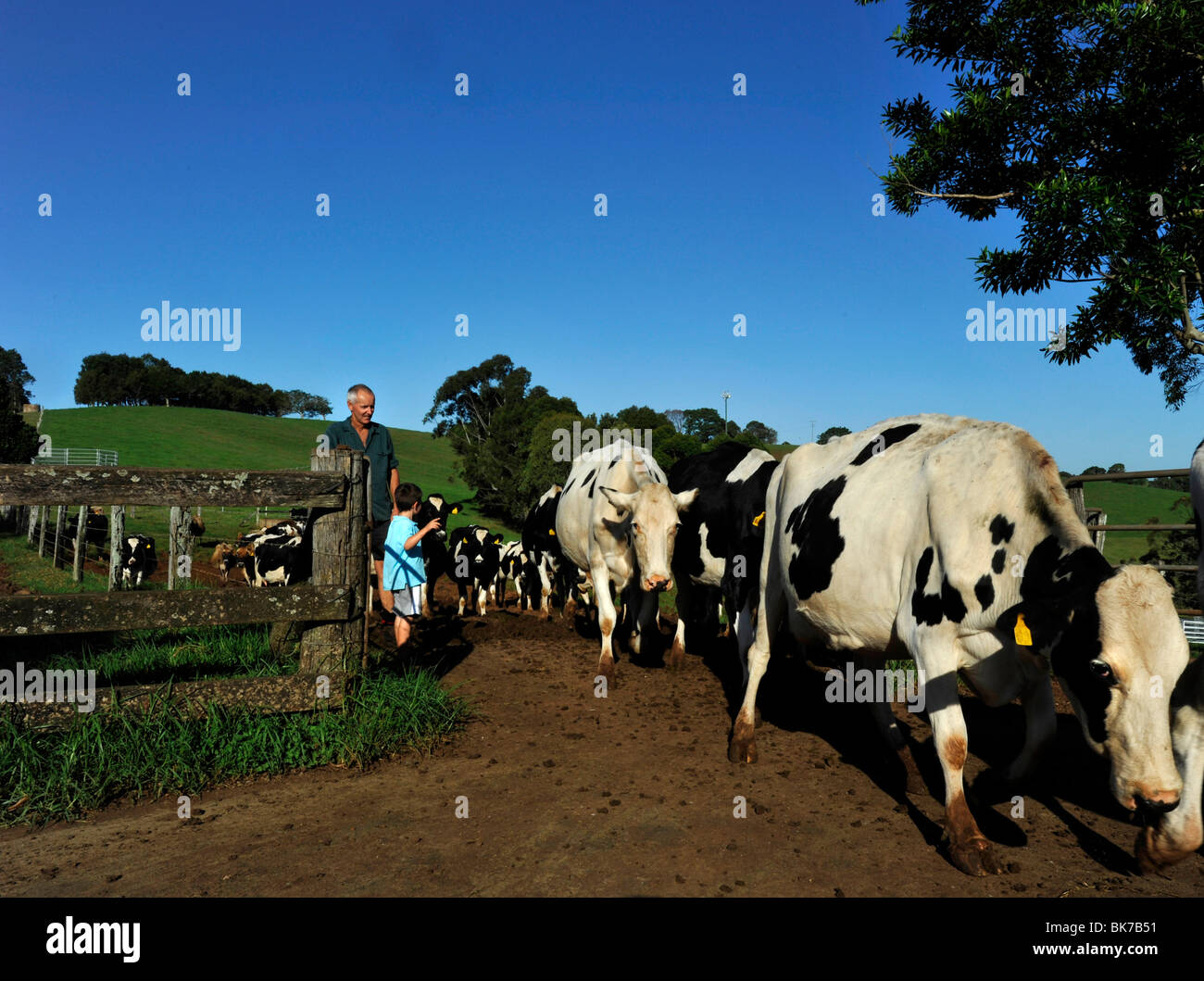 Dairy Farm Australia Stock Photo