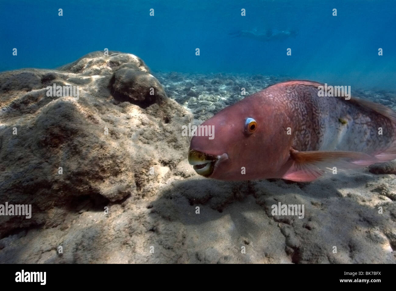 Redlip parrotfish, Scarus rubroviolaceus, Hanauma Bay, Oahu, Hawaii Stock Photo