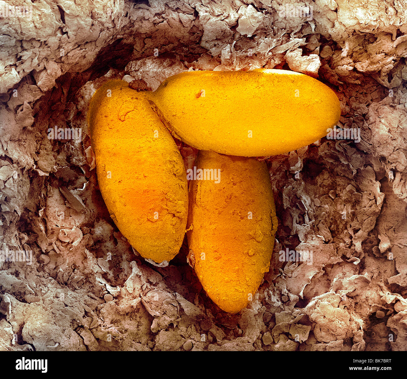 Sarcoptic mange mite eggs, SEM Stock Photo