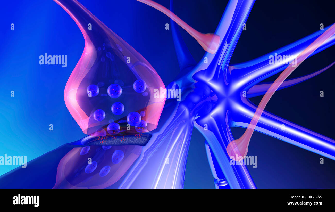 Vesicles human cell hi-res stock photography and images - Alamy