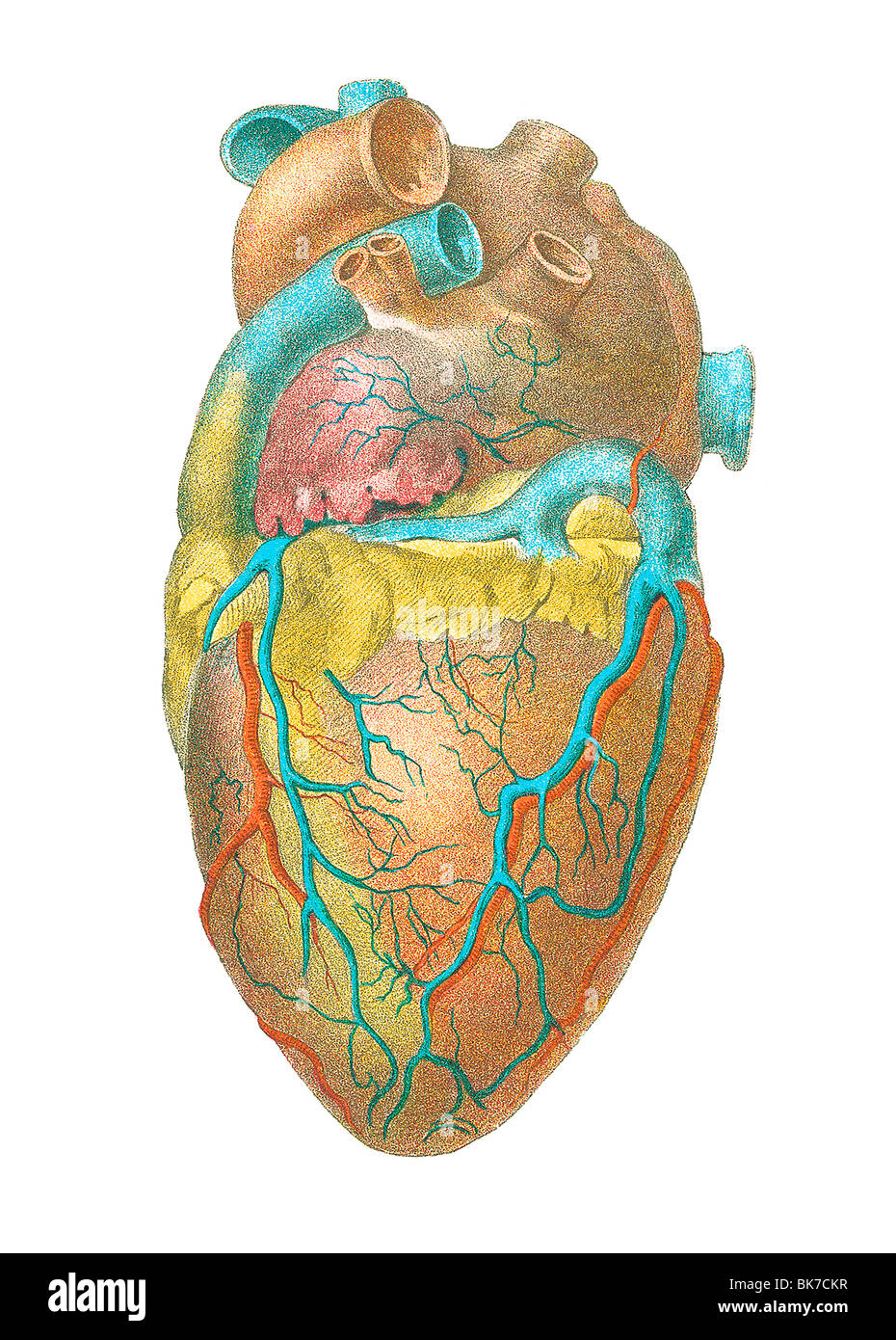 Human heart anatomy hi-res stock photography and images - Alamy