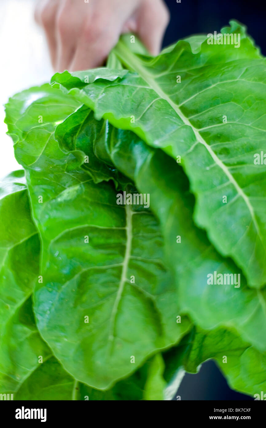 Harvested perpetual spinach Stock Photo Alamy